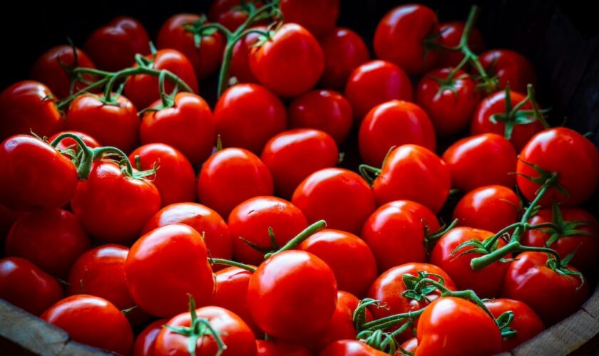 Les tomates de sauces dites italiennes proviendraient en réalité du travail forcé des Ouïghours en Chine