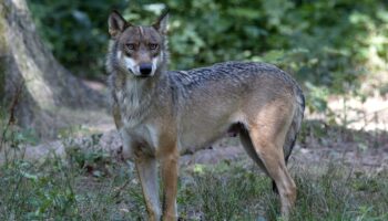 Loup en Europe : ce que va changer le déclassement de la protection du canidé voté par l’UE