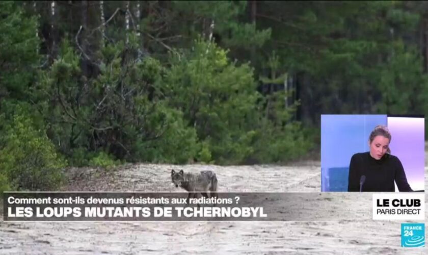 Comment les loups mutants de Tchernobyl sont-ils devenus résistants aux radiations ?