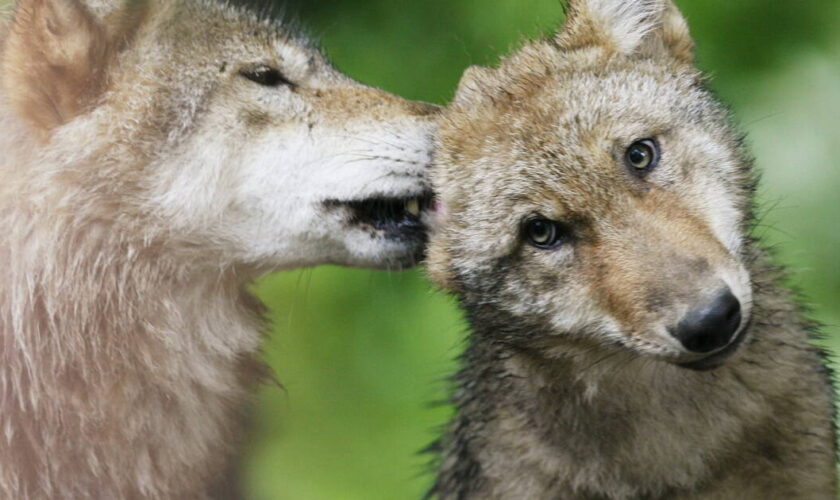 «L’abaissement de la protection du loup en Europe est une décision politique, infondée scientifiquement»