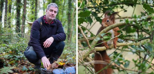 Naturschutz in Wales: Unterwegs mit dem Retter der roten Eichhörnchen auf Anglesey