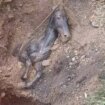 Horse buried alive rescued from mud-filled deathtrap after being spotted by passers-by