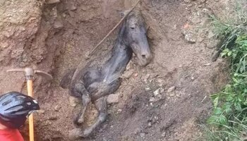 Horse buried alive rescued from mud-filled deathtrap after being spotted by passers-by