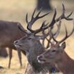 Deer in Richmond Park, London, on the first day of meteorological autumn. PRESS ASSOCIATION Photo. Picture date: Thursday September 1, 2016. Photo credit should read: Jonathan Brady/PA Wire