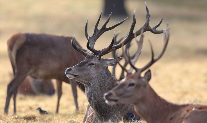 Deer in Richmond Park, London, on the first day of meteorological autumn. PRESS ASSOCIATION Photo. Picture date: Thursday September 1, 2016. Photo credit should read: Jonathan Brady/PA Wire