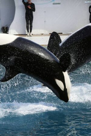 Fermeture du Marineland d’Antibes : que vont devenir les deux orques et les milliers d’animaux du plus grand parc marin d’Europe ?