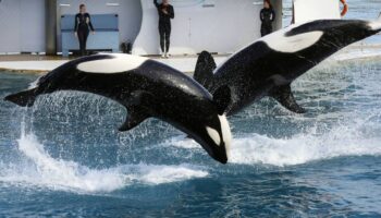 Fermeture du Marineland d’Antibes : que vont devenir les deux orques et les milliers d’animaux du plus grand parc marin d’Europe ?