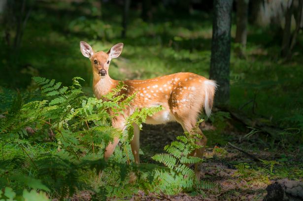 School worker fired and charged after 'illegal deer kill' on unsanctioned work break