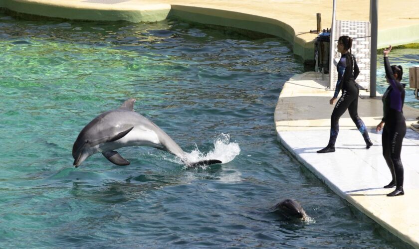 Le Marineland d’Antibes pourrait fermer en janvier 2025, le sort de ses orques toujours en suspens