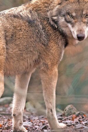 Dem Wolf geht es an den Kragen