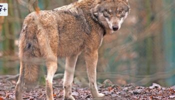 Dem Wolf geht es an den Kragen