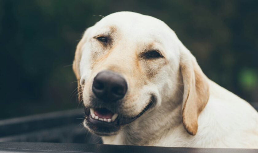 Les adorables sourires d'animaux ne signifient peut-être pas ce que vous croyez