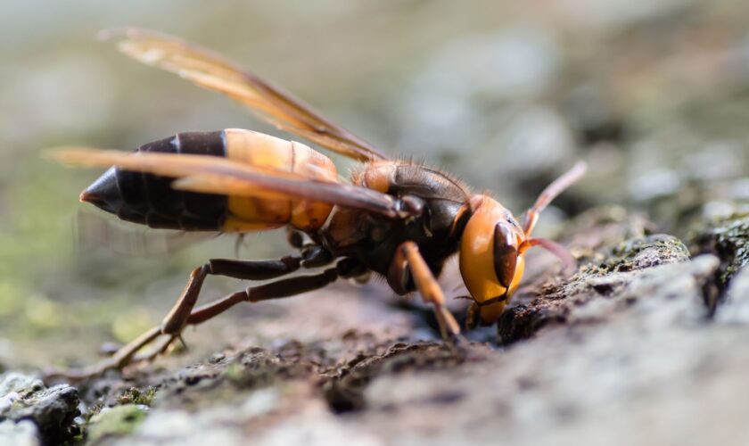 A southern giant hornet. File pic: