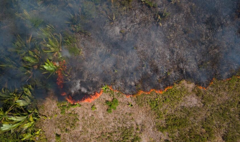 EU-Erdbeobachtungsprogramm Copernicus: Rekordhoher CO₂-Ausstoß 2024 durch Waldbrände in Nord- und Südamerika