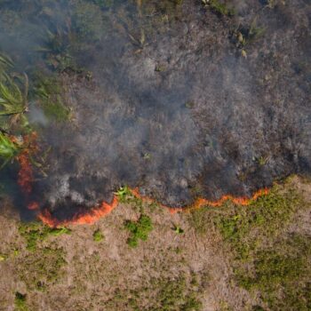 EU-Erdbeobachtungsprogramm Copernicus: Rekordhoher CO₂-Ausstoß 2024 durch Waldbrände in Nord- und Südamerika