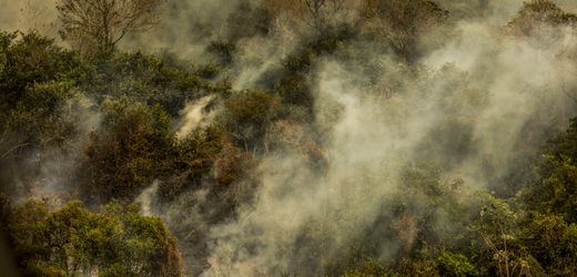 Klimakrise: CO2-Ausstoß erreicht Rekorde durch Waldbrände in Nord- und Südamerika