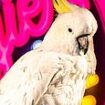 Stunning twist after Georgie the cockatoo faced being cruelly evicted from a Sydney pub after 16 years of bringing joy to Aussies