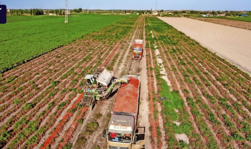 Produktion in Xinjiang: Zwangsarbeit im Tomatenmark?