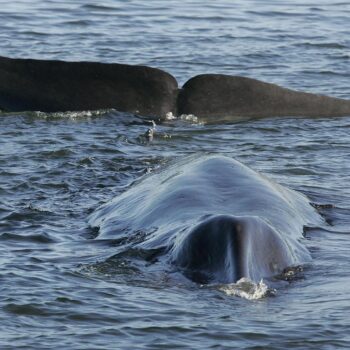 L’Islande autorise la chasse à la baleine cinq ans de plus et met en danger une espèce menacée