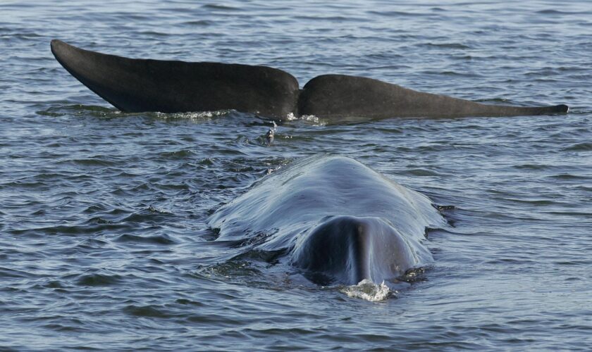 L’Islande autorise la chasse à la baleine cinq ans de plus et met en danger une espèce menacée