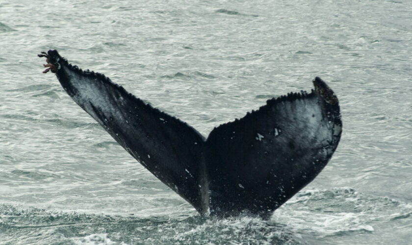 Malgré un moratoire international, l’Islande va autoriser la chasse à la baleine jusqu’en 2029