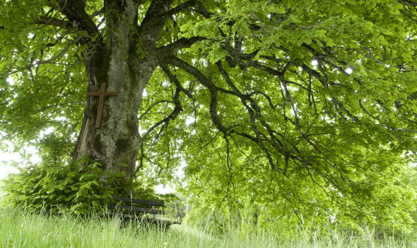 «Forêt de demain, c’est maintenant qu’il faut agir»