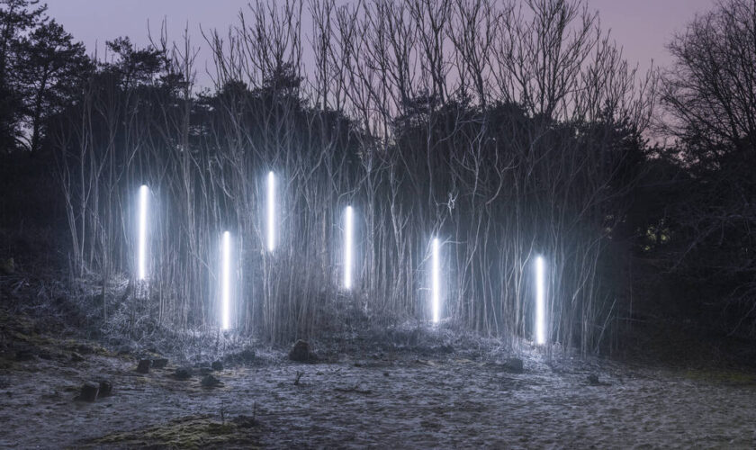 Face au réchauffement climatique, aux arbres citoyens