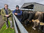 The 're-engineering of the cow' that's sparked a new eco-war: There's even more Bovaer in the food chain than anyone realised...and it has sparked an epic battle among shoppers and farmers