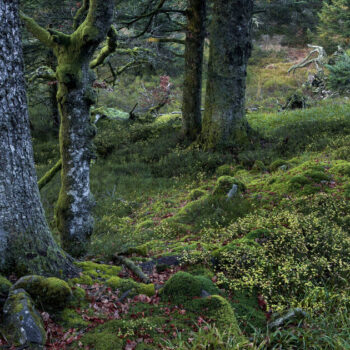 «On peut survivre sans forêt primaire, mais c’est une perte majeure»