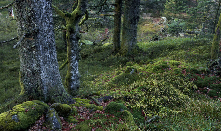 «On peut survivre sans forêt primaire, mais c’est une perte majeure»