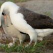 Une femelle albatros pond un œuf… à 74 ans