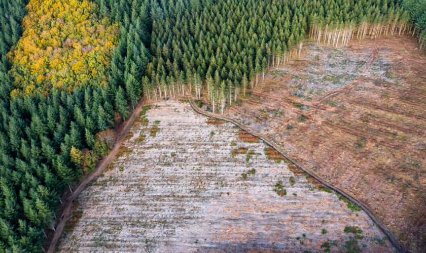 «Nous adaptons la forêt à nos machines et à nos plans financiers»