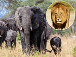 The best budget safaris: Seeing the Big Five animals is a once in a lifetime experience. Here's how to bag a dream holiday for much less than you might think