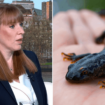 Angela Rayner says newts can't be more protected than people who need housing