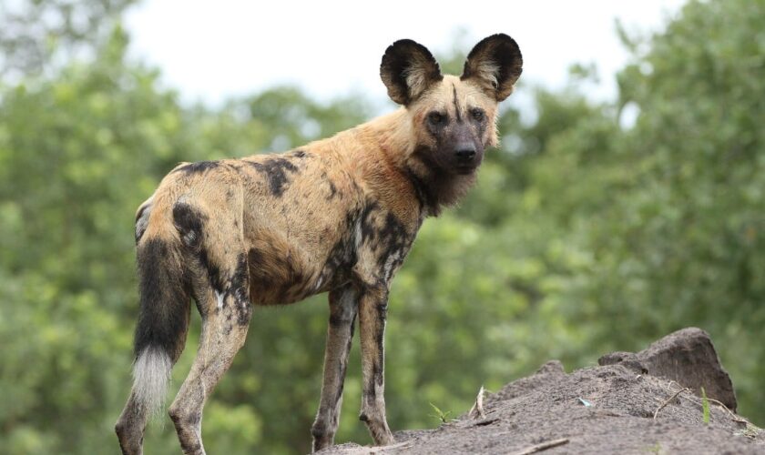 Démocratie à poils et à plumes: et si les animaux gouvernaient mieux que nous?