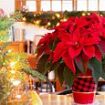 Traditional Christmas poinsettias could be more expensive this year amid shortage of the red-leaved plants