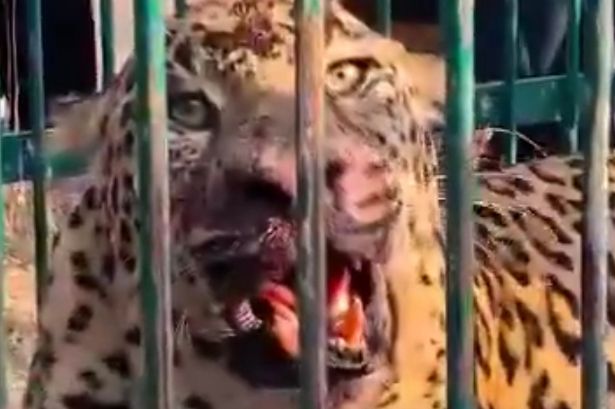 Toddler, 2, mauled to death by man-eating leopard while playing in his back garden