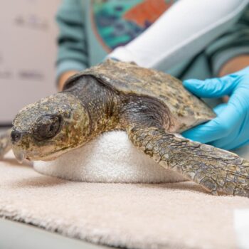 Hundreds of turtles with hypothermia are washing up along Massachusetts beaches