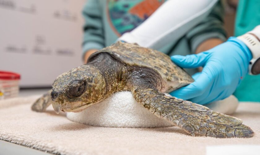 Hundreds of turtles with hypothermia are washing up along Massachusetts beaches