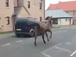 Racehorse ESCAPES the track and gallops through Scottish town after unseating jockey in incredible footage