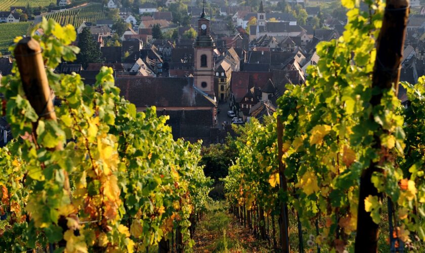 Le millésime 2013 des vins d'Alsace exprime une belle minéralité, estiment les professionnels