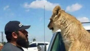 Assad's Tiger Forces member who fed prisoners to pet lion 'executed' by Syrian rebels