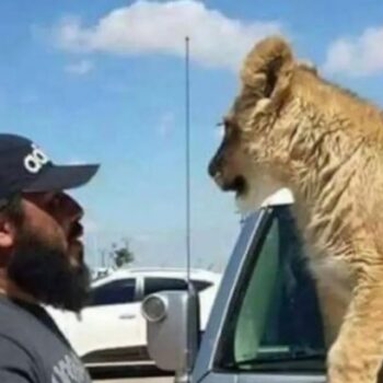 Assad's Tiger Forces member who fed prisoners to pet lion 'executed' by Syrian rebels