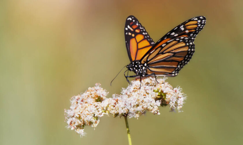 Le papillon monarque pourrait être bientôt mieux protégé aux Etats-Unis pour le sauver de l’extinction