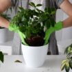 Kitchen cupboard staples that could help your houseplants survive winter