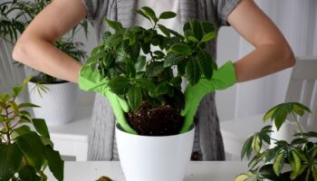 Kitchen cupboard staples that could help your houseplants survive winter