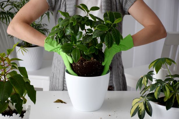 Kitchen cupboard staples that could help your houseplants survive winter