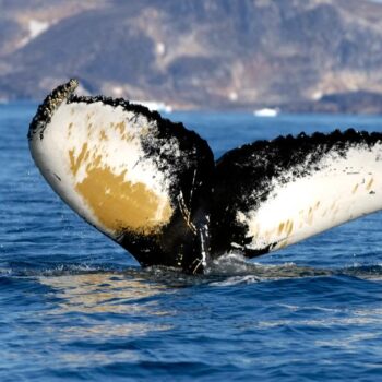 Une baleine globe-trotteuse parcourt 13 000 kilomètres et bat un record