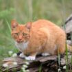 Eine Katze ist im Landkreis Bernkastel-Wittlich angeschossen und schwerst verletzt worden. (Symbolbild) Foto: Soeren Stache/dpa-