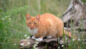 Eine Katze ist im Landkreis Bernkastel-Wittlich angeschossen und schwerst verletzt worden. (Symbolbild) Foto: Soeren Stache/dpa-